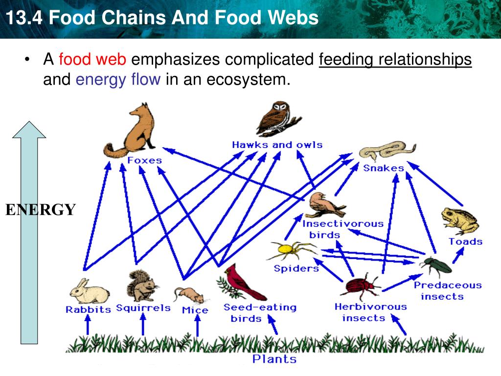 Природное сообщество луг цепь питания. Пищевая цепь. Пищевая цепь леса. Пищевые связи в лугах. Пищевая цепь Луга.