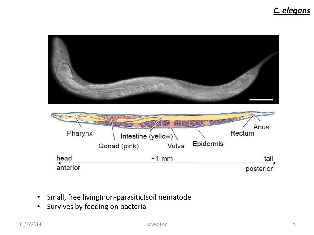 Ppt - C Elegans As A Model Organism Powerpoint Presentation Free Download