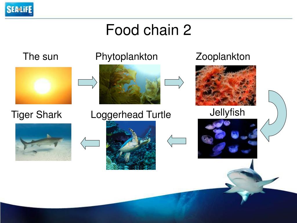 Sea Turtle Food Chain Diagram