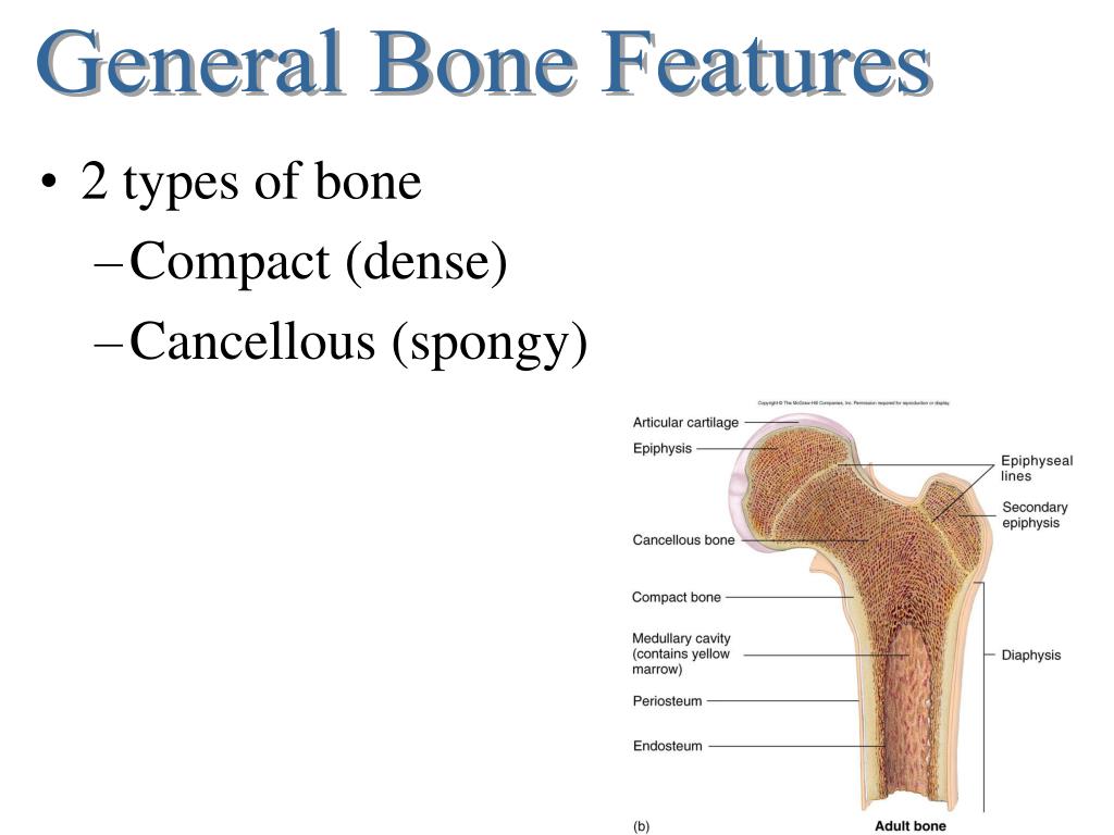 Compact Bone it is. Compact Bone перевод.