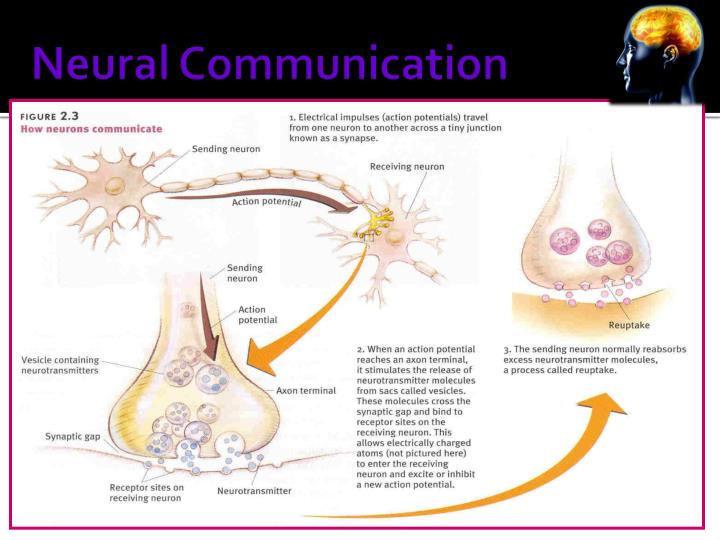 ppt myers psychology powerpoint presentation id 6094789 neural communication