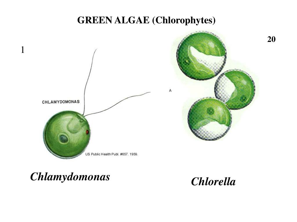 Хлорелла отличается. Хлорелла строение клетки. Хламидомонада и хлорелла. Хлорелла водоросль строение. Зеленые водоросли хлореллы строение.
