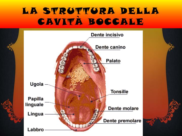 Punti In Bocca Cosa Mangiare PPT - apparato digerente PowerPoint Presentation - ID:6095568
