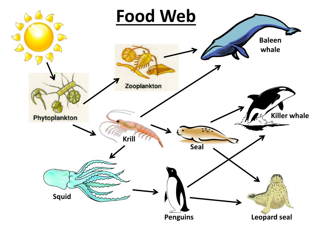 Фитопланктон цепь питания
