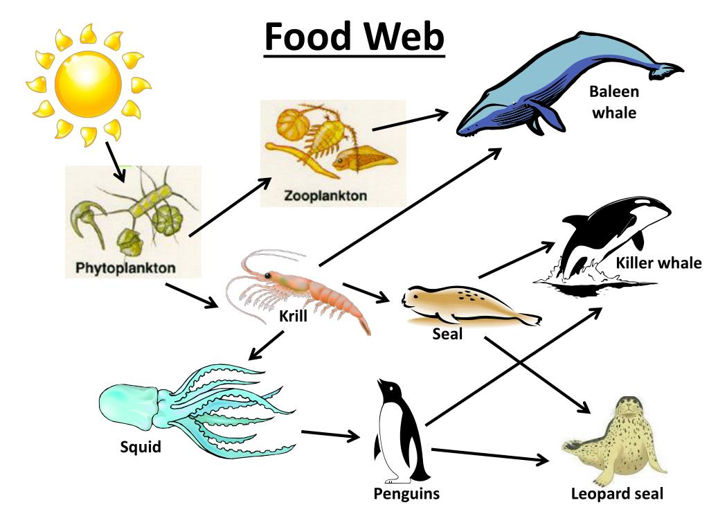 Цепь питания планктона