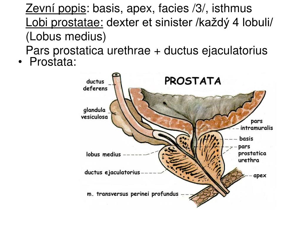 ...(Lobus medius)Pars prostatica urethrae + ductus ejaculatorius * Prostata...