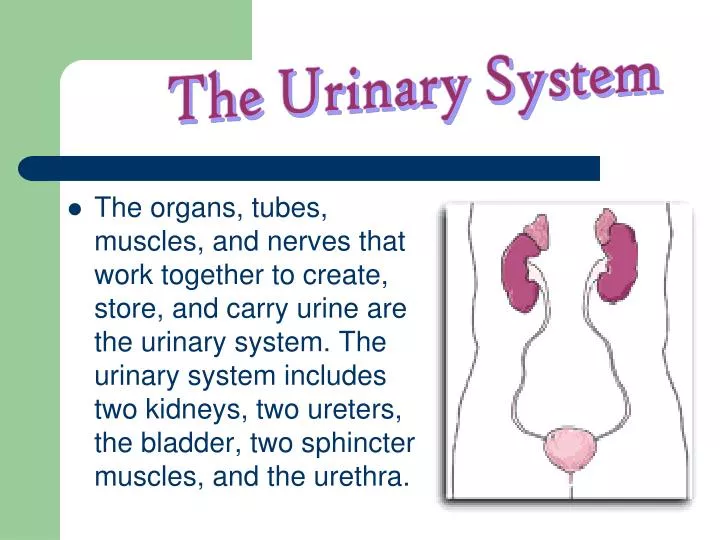 Ppt The Urinary System Powerpoint Presentation Free Download Id6098197 1270