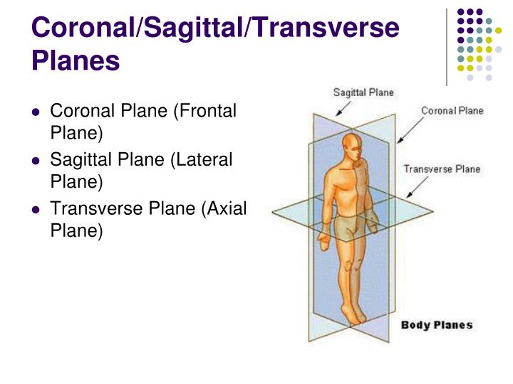 PPT - Anatomical Terminology PowerPoint Presentation - ID:6098496