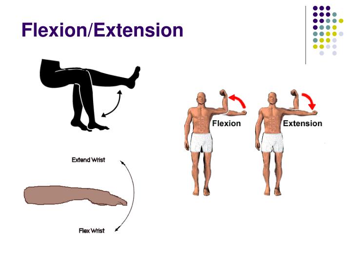 PPT Anatomical Terminology PowerPoint Presentation ID6098496