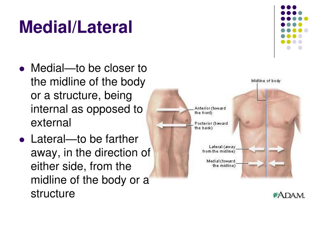 Лотераль. Medial lateral. Medial structures примеры. Body Midline. Lateral 800 (латераль).