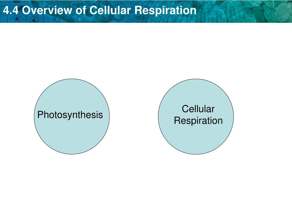 PPT - KEY CONCEPT The overall process of cellular respiration converts sugar into ATP using ...