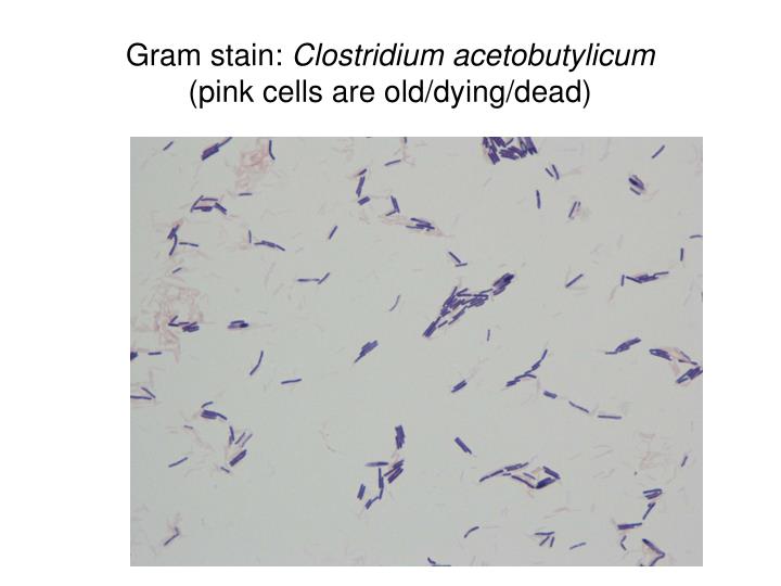 PPT - Gram stain: Gram positive streptococcus and Gram negative rod ...