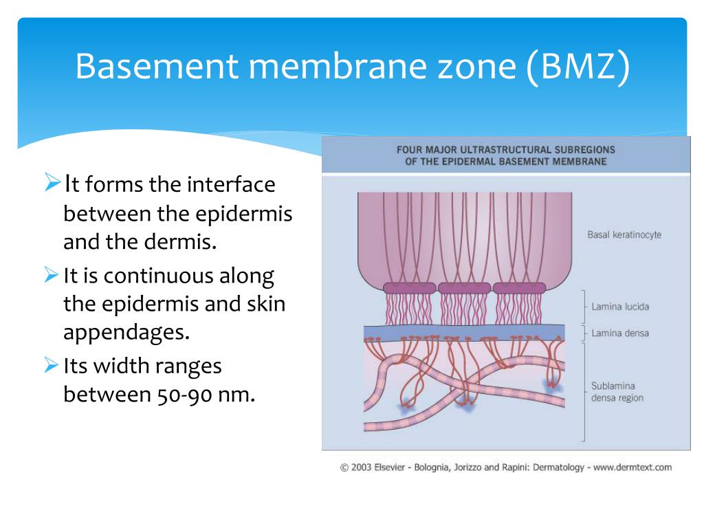 25 Basement Remodeling Ideas & Inspiration: Basement Membrane Skin Function