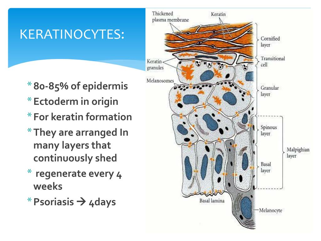 PPT Basic Skin Structure PowerPoint Presentation, free download ID
