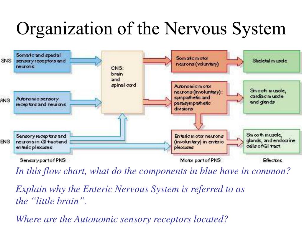 Nervous System Organization Chart