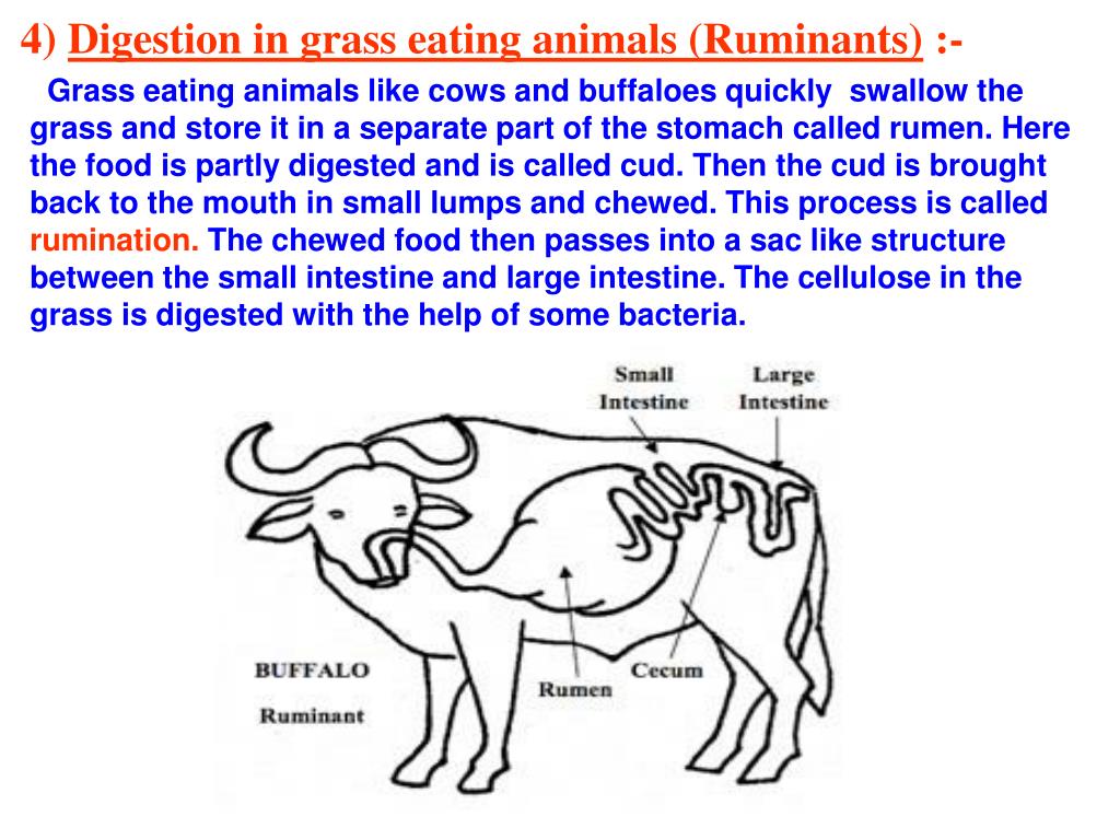 PPT - CHAPTER - 2 NUTRITION IN ANIMALS PowerPoint Presentation, free download - ID:6101101 PPT - CHAPTER - 2 NUTRITION IN ANIMALS PowerPoint Presentation, free download - ID:6101101