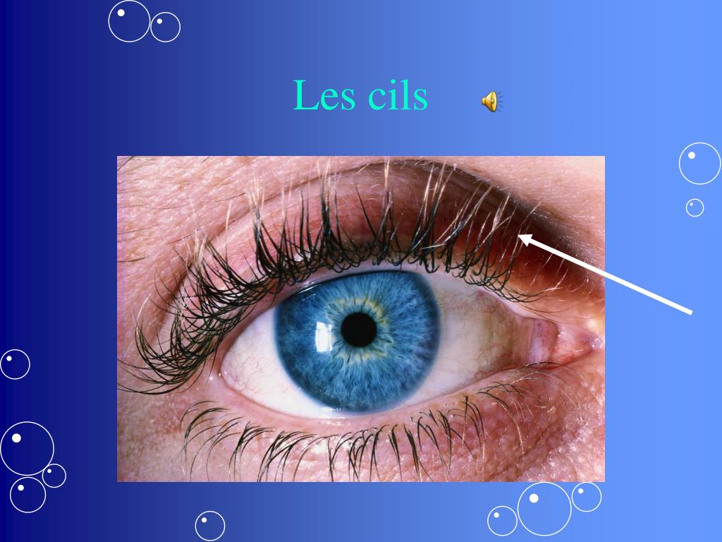 PPT Les Parties Du Corps PowerPoint Presentation Free Download ID 