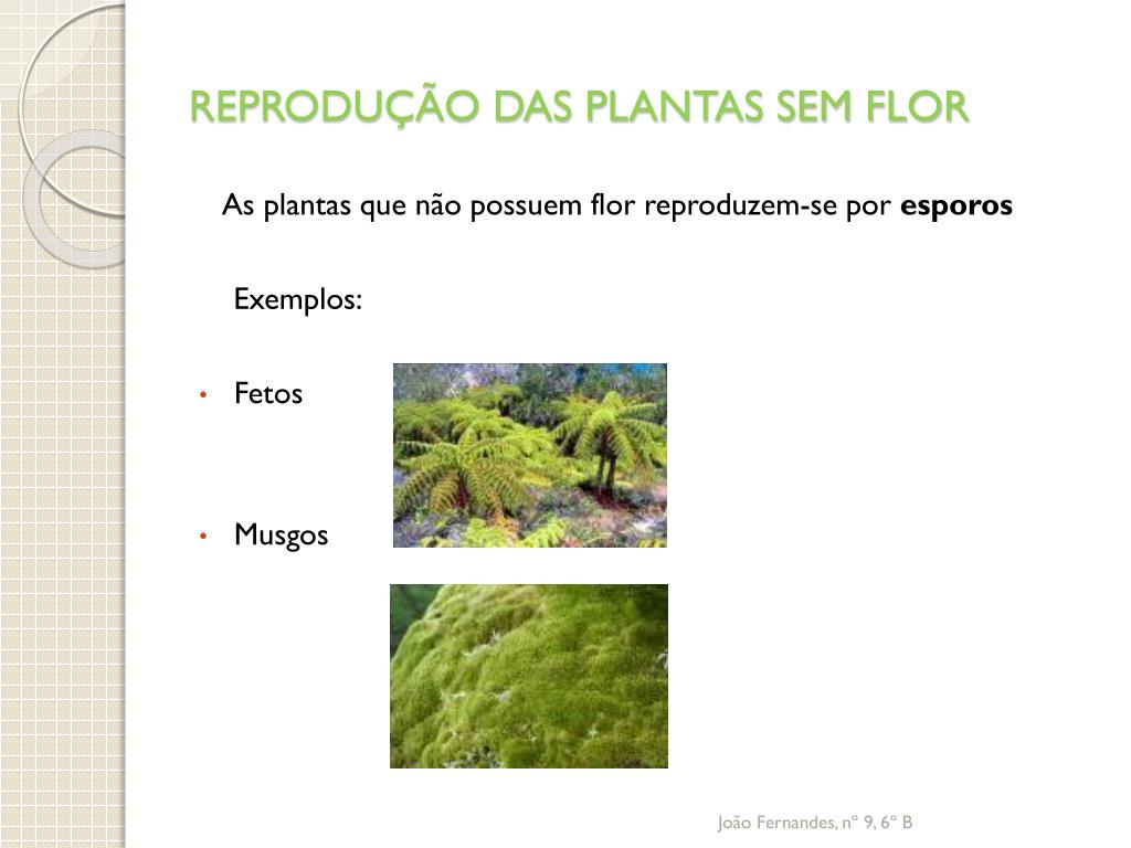 PPT - A REPRODUÇÃO DAS PLANTAS PowerPoint Presentation, free download -  ID:6101721