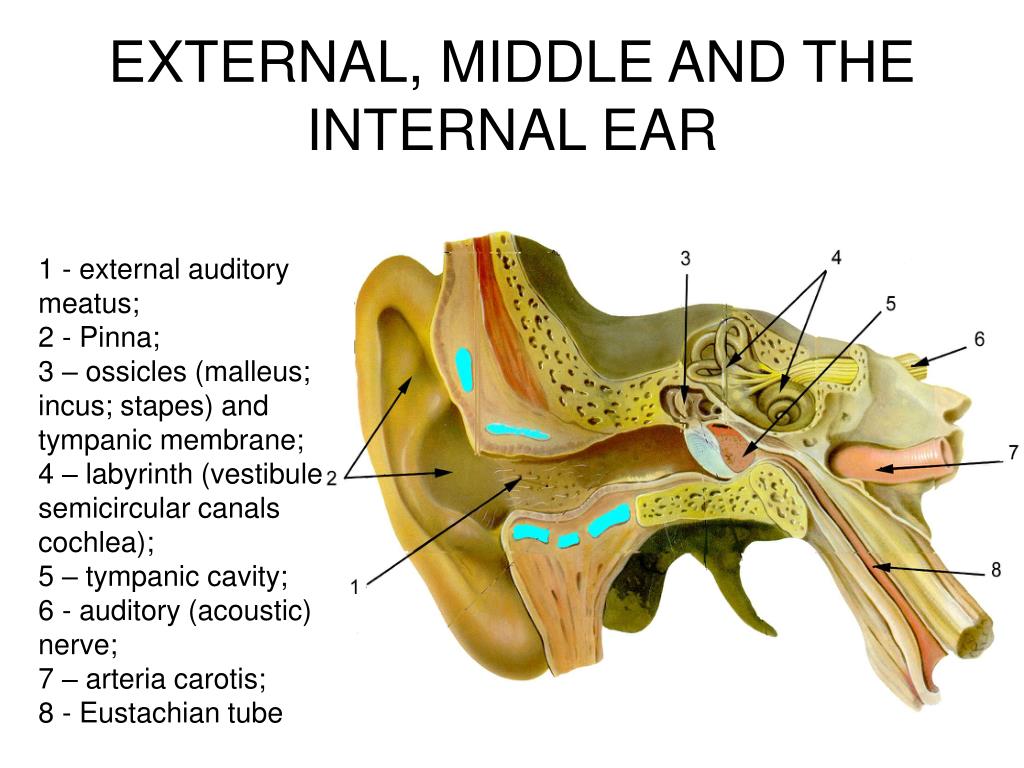 Ppt Anatomy Of The Ear Powerpoint Presentation Id | My XXX Hot Girl