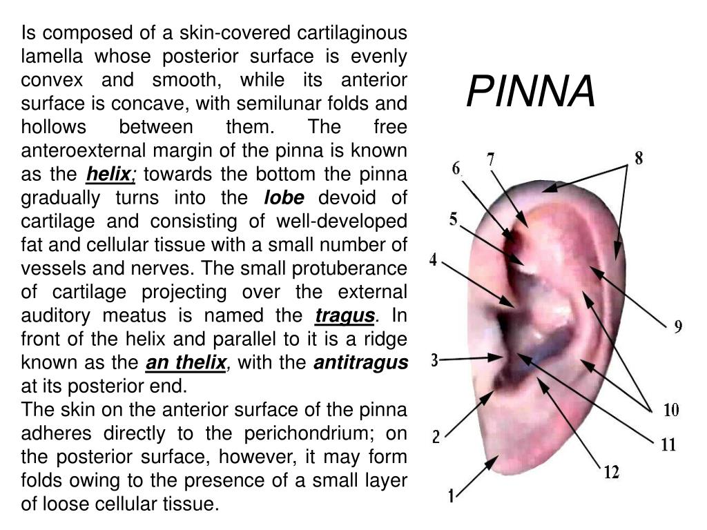 Ppt Anatomy And Physiology Of The External Ear Middle Ear And Inner