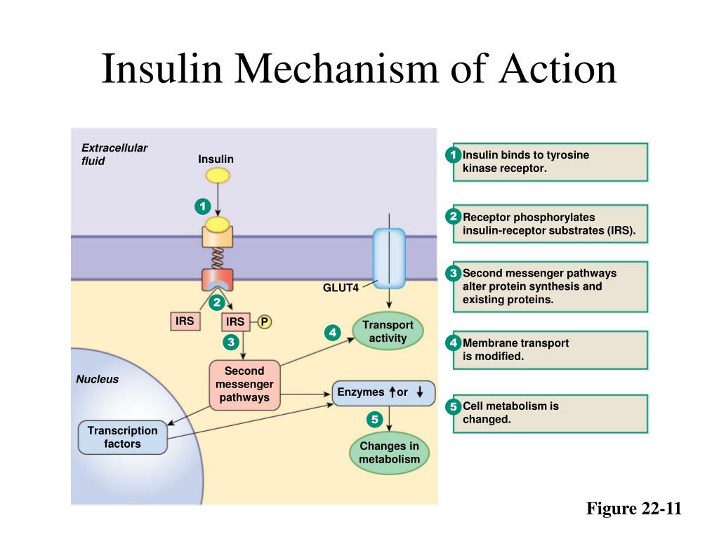 Mechanism of action. Insulin mechanism of Action. Insulin Analogues mechanism of Action 2022. Mechanisms of Insulin secretion. Mechanism of Action of Enzymes.