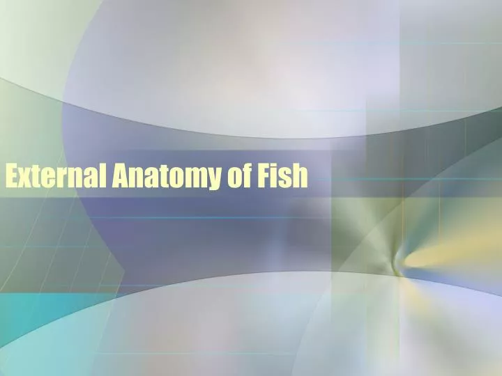 external anatomy of fish n.