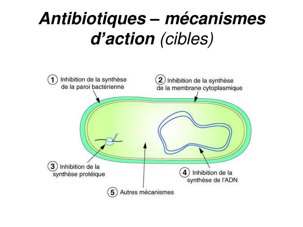PPT - La résistance des bactéries aux antibiotiques PowerPoint ...