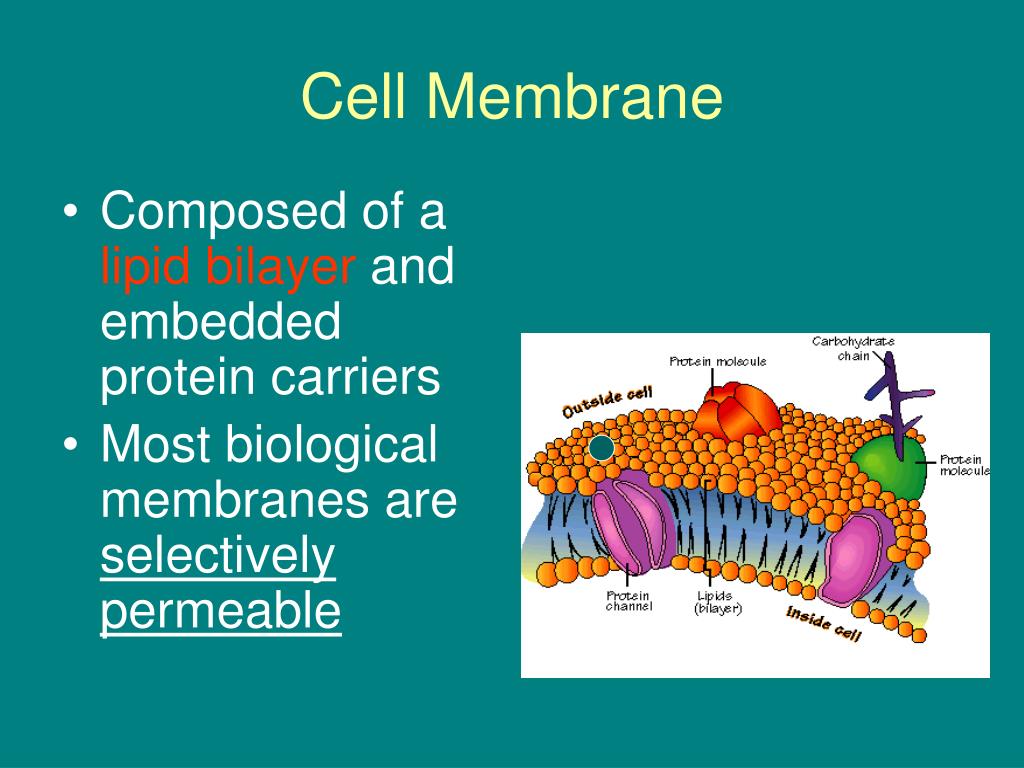 PPT - Movement of Material Through the Cell Membrane PowerPoint ...