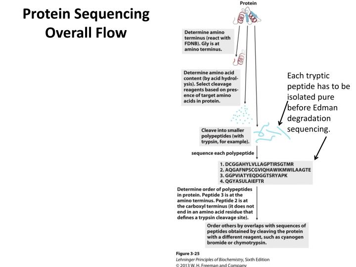 Protein synthesis flow chart worksheet answers