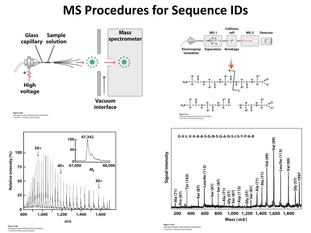 PPT Protein Sequencing Primary Structure of Proteins PowerPoint