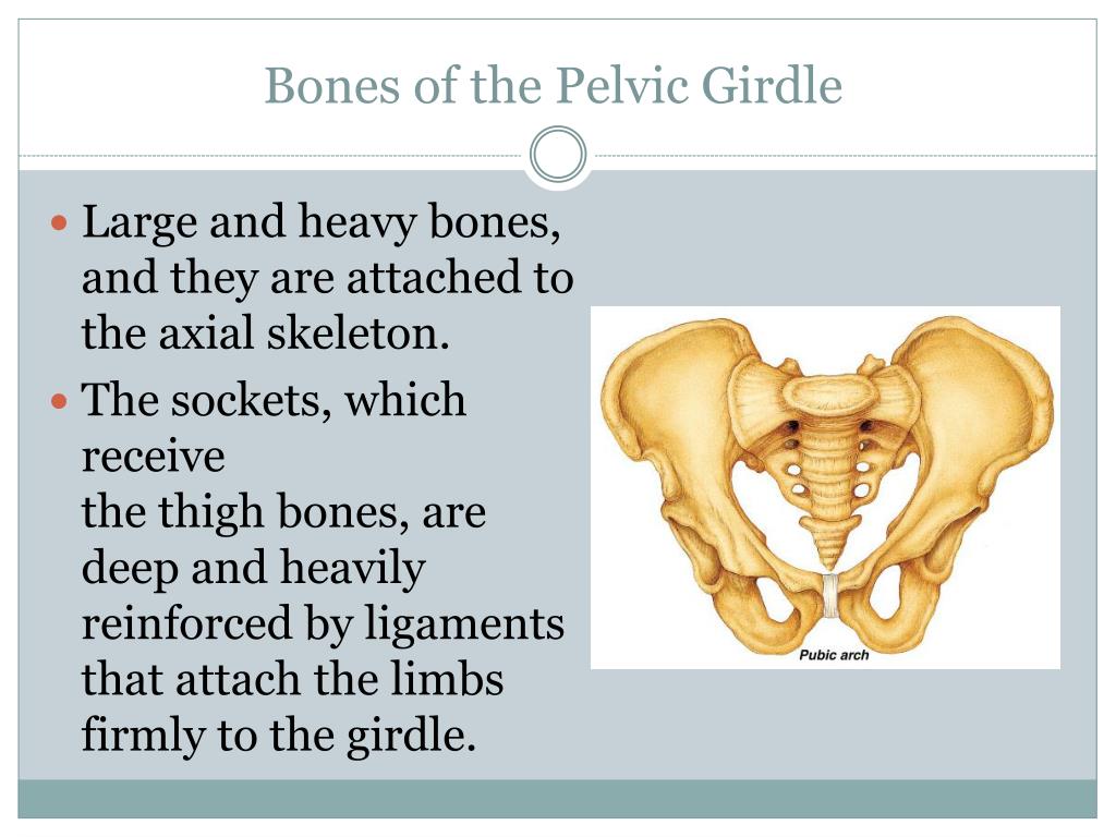 PPT - Skeletal System – Part 7 PowerPoint Presentation, free download -  ID:6105450