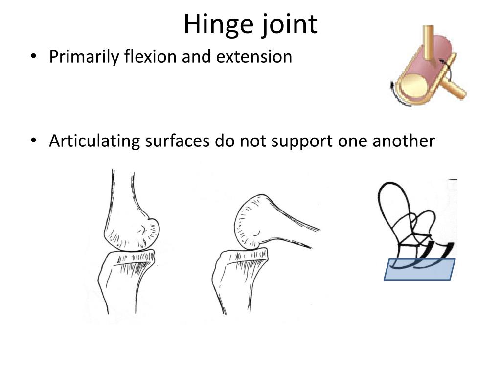 PPT - All joints are trade-off between mobility and stability