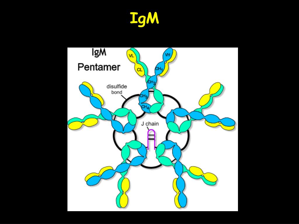 Иммуноглобулин g4. IGM строение иммуноглобулина. Строение иммуноглобулина м. IGM — иммуноглобулин класса m. Структура IGM.