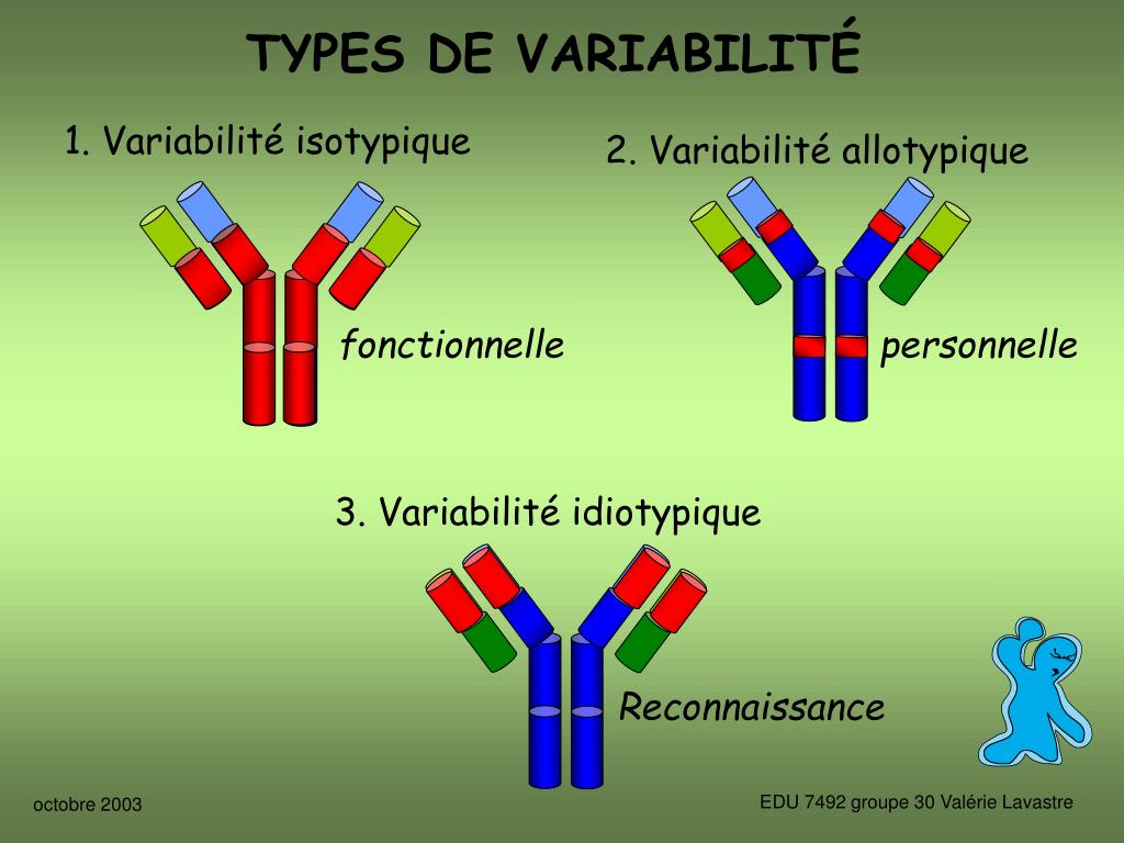 PPT - DES ANTICORPS PowerPoint Presentation, free download - ID:6106365
