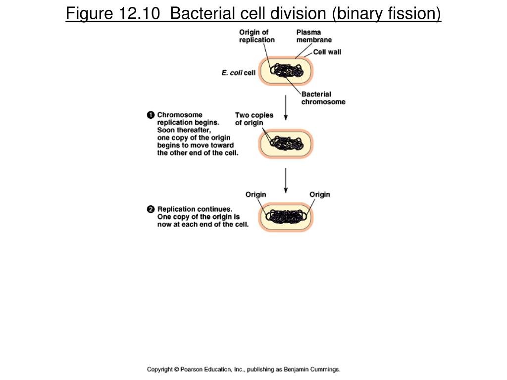 nuclear envelope fragments meaning nuclear envelope fragments meaning