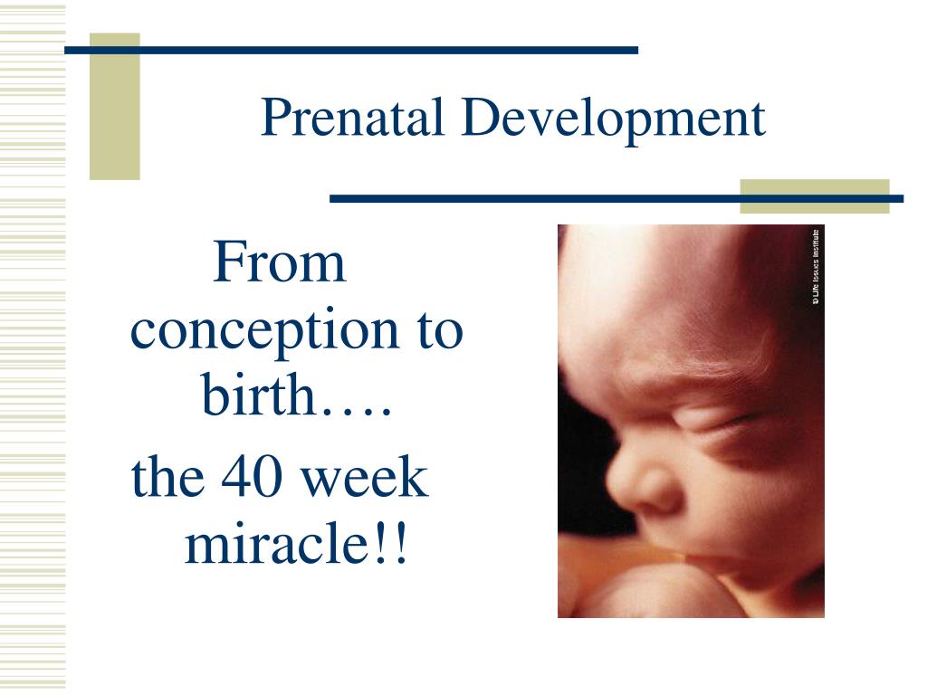 prenatal development research paper