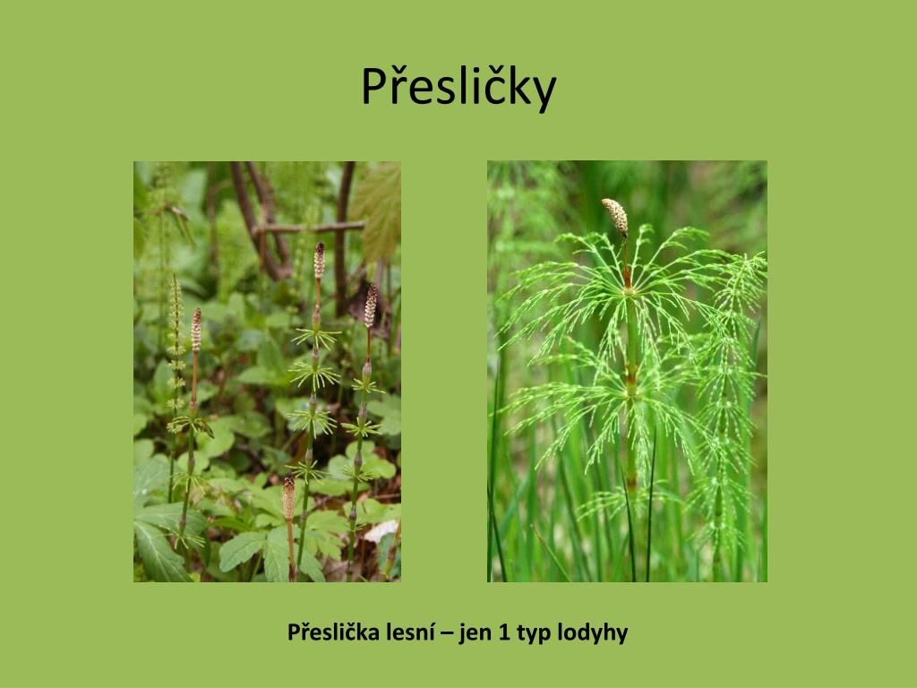 PPT - Výukový materiál zpracován v rámci projektu EU peníze školám ...