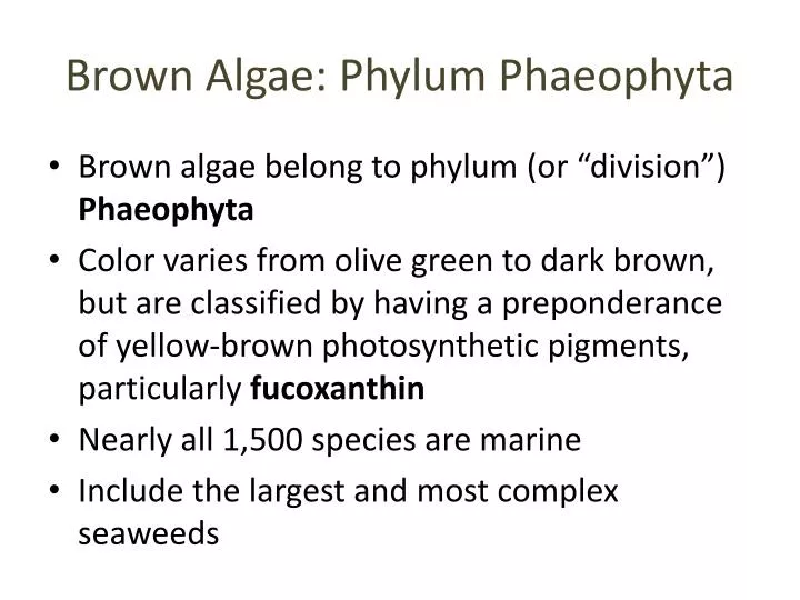 brown algae phylum phaeophyta n.