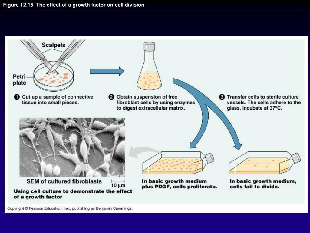 Chapter 12: The Cell Cycle PowerPoint Presentation, free download ... Biology Diagrams