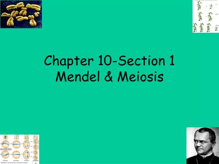 chapter 10 section 1 mendel meiosis n.