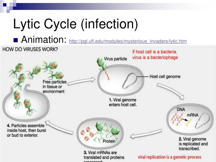 Ppt - Viruses Powerpoint Presentation - Id:6111712