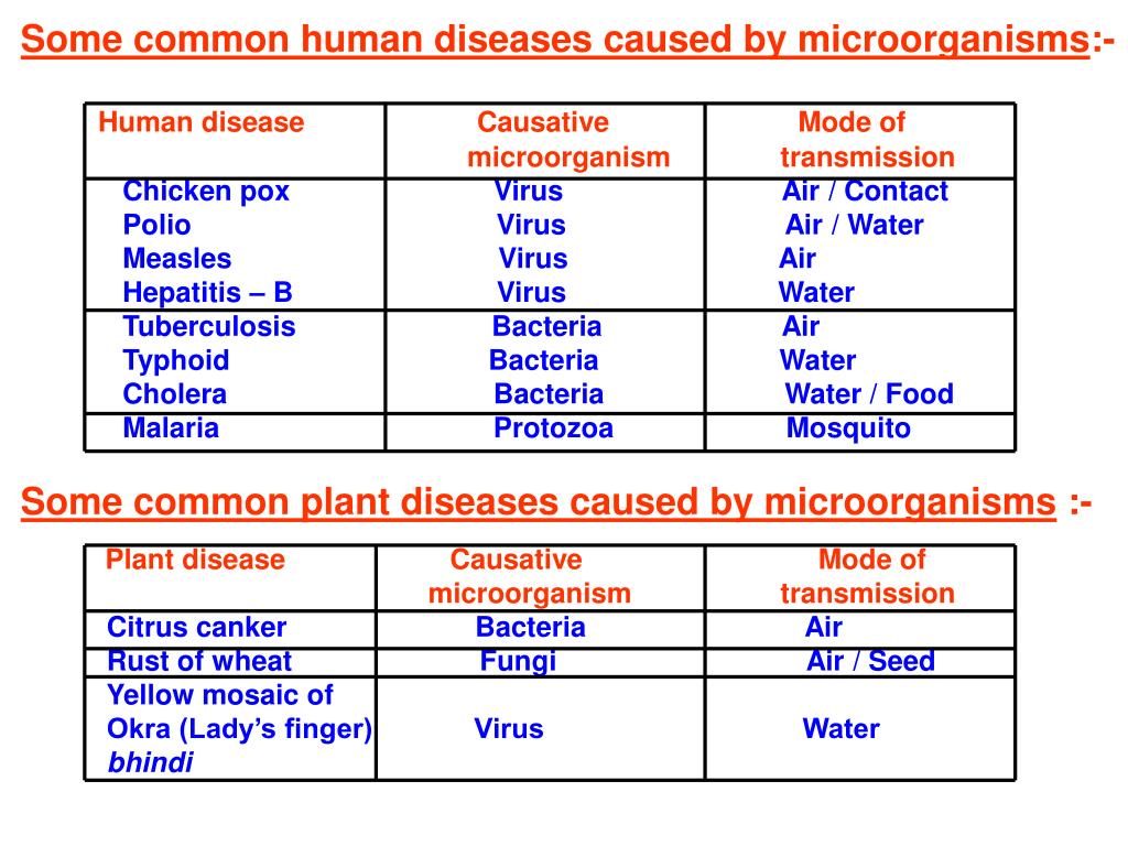 PPT - CHAPTER - 2 MICROORGANISMS : FRIEND AND FOE PowerPoint Presentation -  ID:6112004