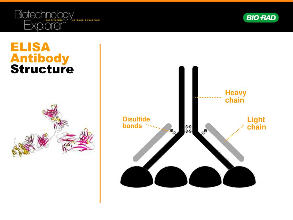 antibody reactivity assay antibody reactivity assay