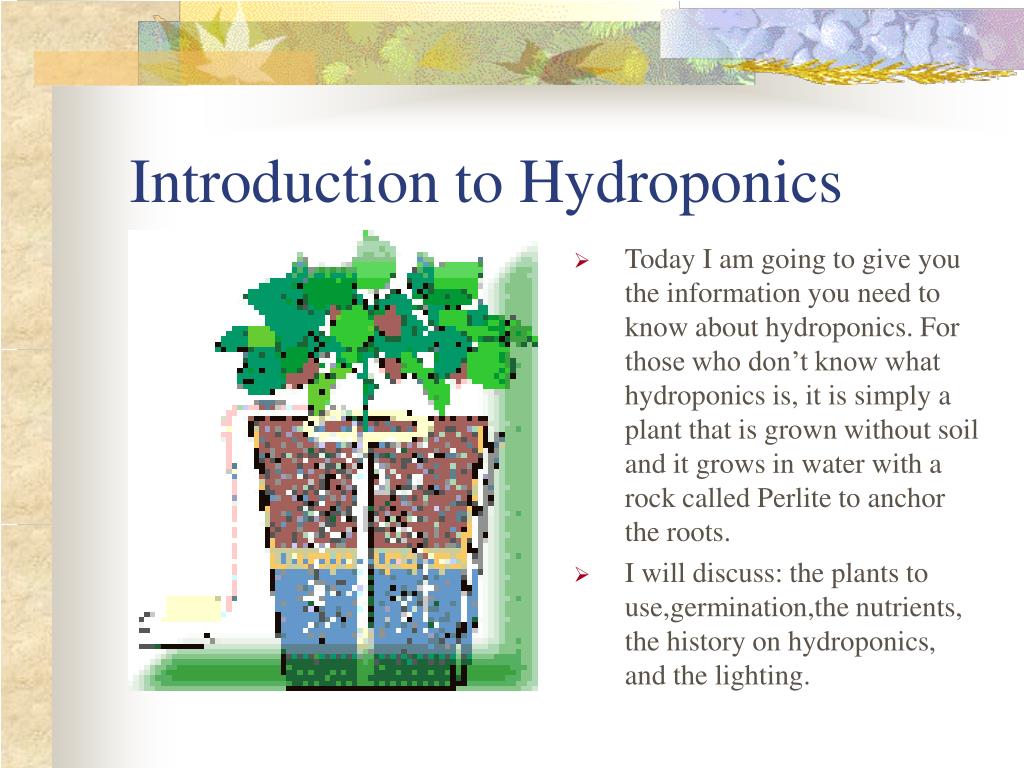 thesis about hydroponics