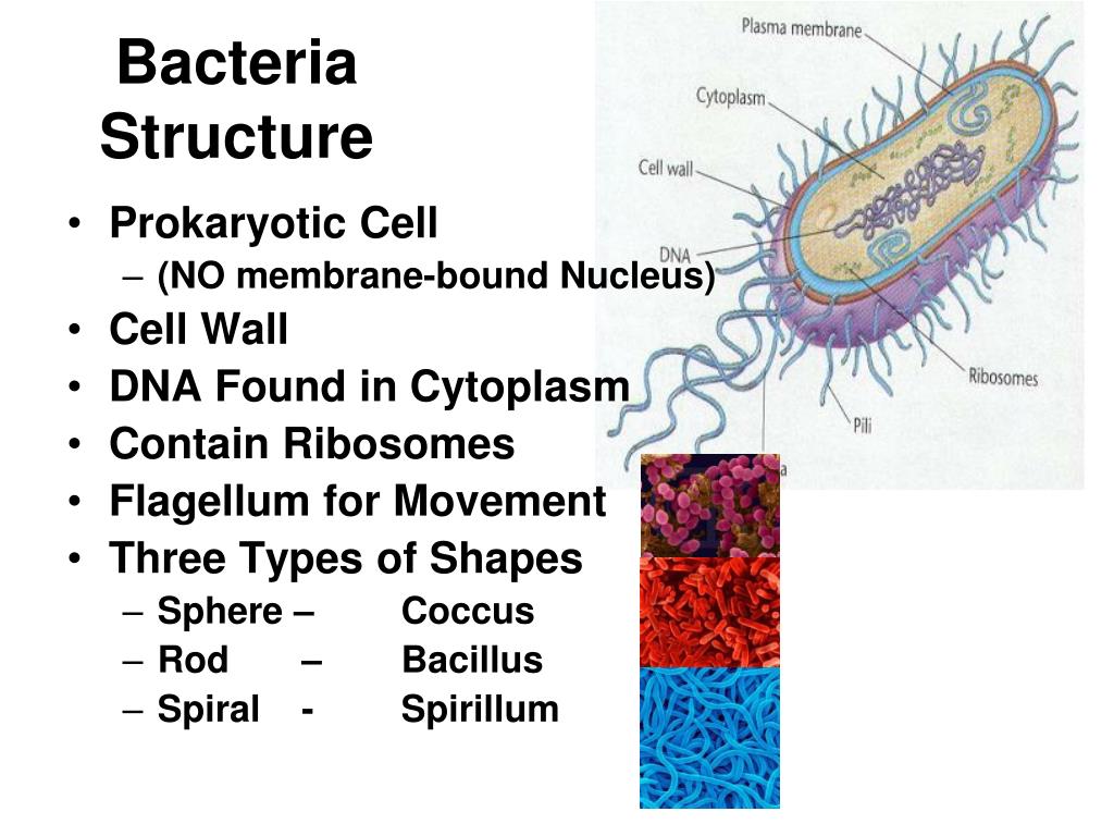 PPT - Bacteria Structure PowerPoint Presentation, free download - ID