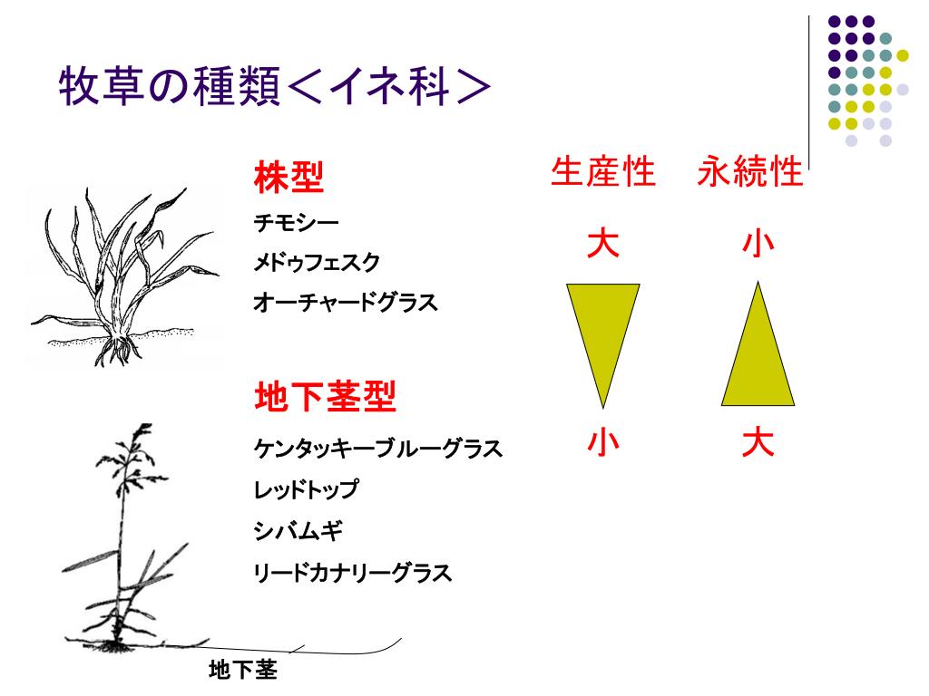 Ppt 草地を見分ける Powerpoint Presentation Free Download Id