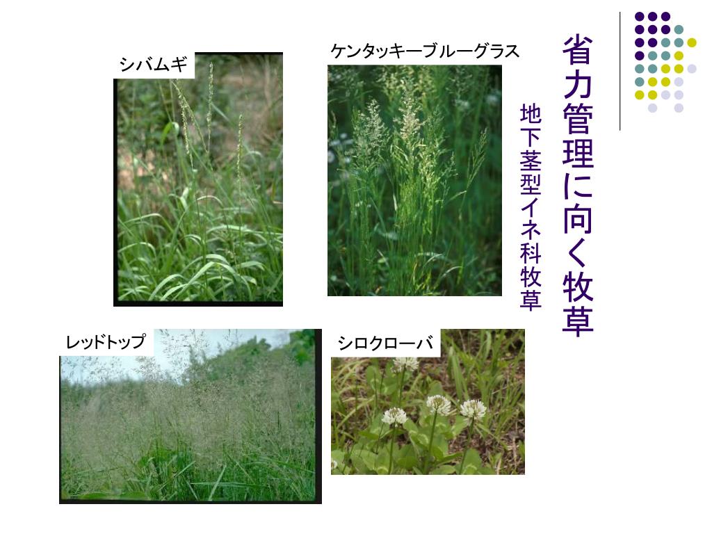 Ppt 草地を見分ける Powerpoint Presentation Free Download Id