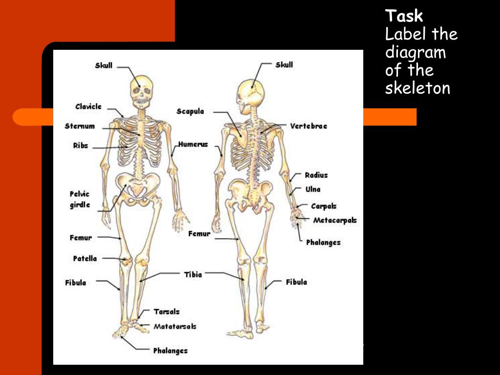 PPT - The Axial Skeleton PowerPoint Presentation, free download - ID