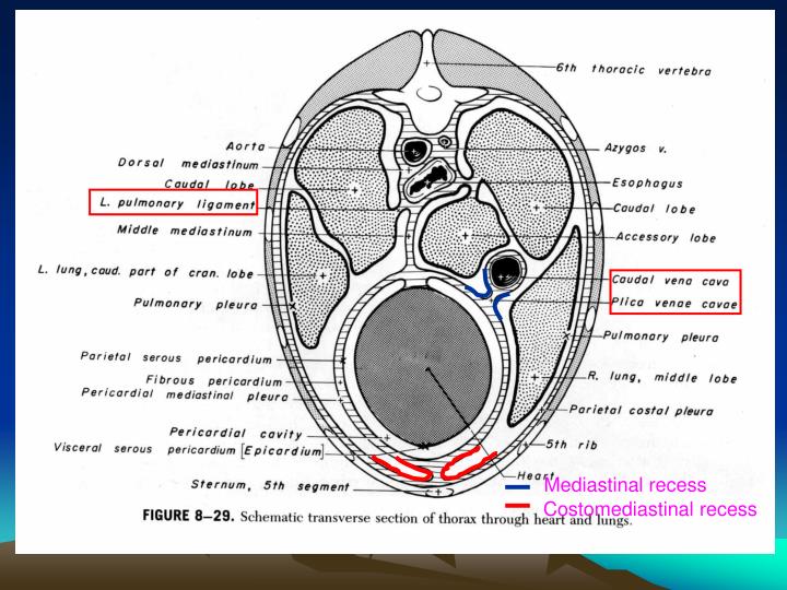 PPT - Thoracic organs PowerPoint Presentation - ID:6114088