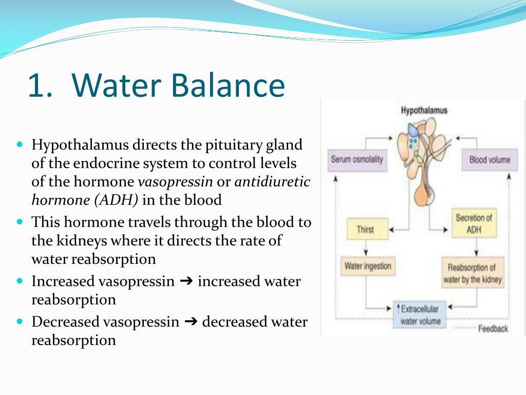 Ppt S Bi4u Kidney Homeostasis Powerpoint Presentation Free Download Id 6114704